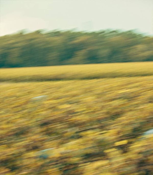 rauzan_image_vendanges