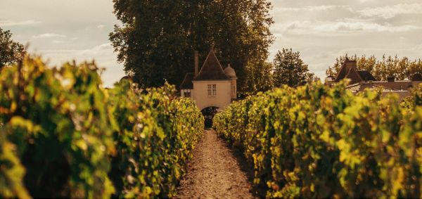 L'allée vers Rauzan au sein des vignes