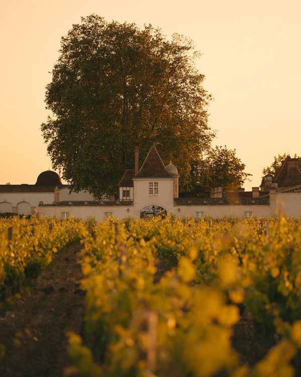 Vue depuis les vignes sur Rauzan-Ségla
